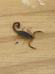 Uroplectes xanthogrammus