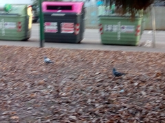 Columba livia domestica