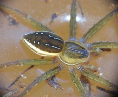 A macro photo of the green and brown body of a spider Dolomedes facetus