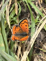 Lycaena phlaeas abbottii