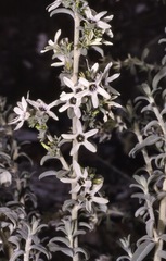 Cyphanthera albicans