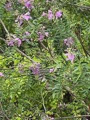 Mundulea sericea