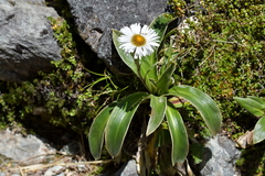 Celmisia verbascifolia