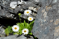 Celmisia holosericea