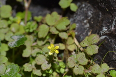 Ranunculus reflexus