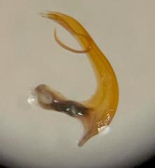 Eupteryx atropunctata