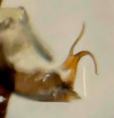 Eupteryx atropunctata