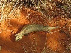 Tiliqua multifasciata