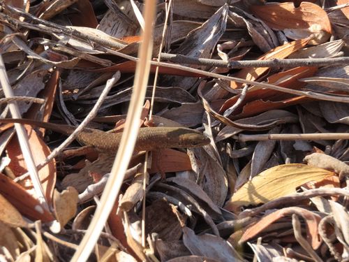 Desert Rainbow-skink, Carlia triacantha