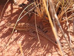 Ctenophorus isolepis