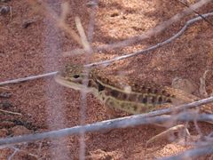 Ctenophorus isolepis