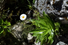 Celmisia holosericea