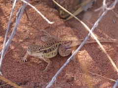 Ctenophorus isolepis