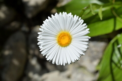 Celmisia holosericea