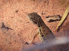 Ctenophorus isolepis