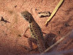 Ctenophorus isolepis