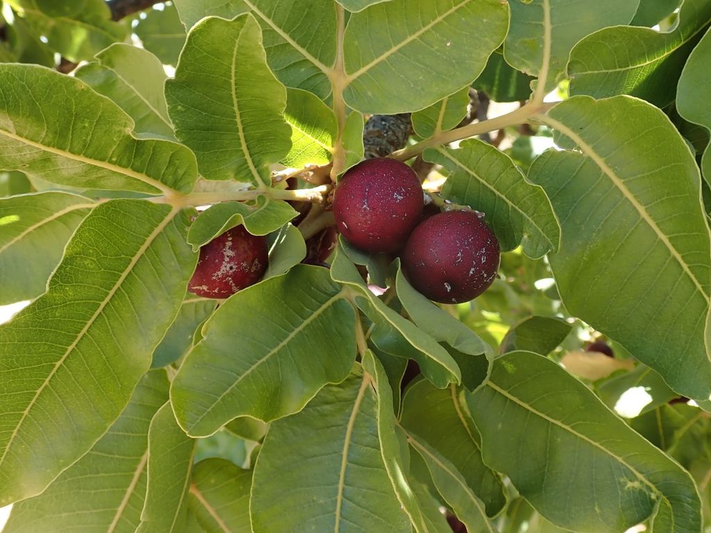 desert nut