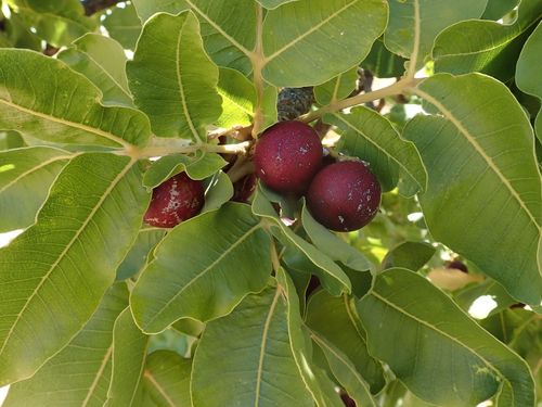 Image of Owenia reticulata by (c) coenobita, some rights reserved (CC BY)