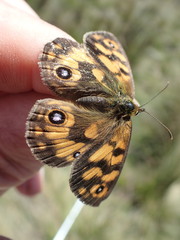 Heteronympha cordace