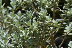 Olearia moschata