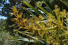 Aciphylla horrida