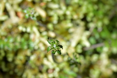 Chaerophyllum colensoi