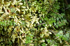 Chaerophyllum colensoi