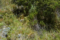 Veronica pauciramosa