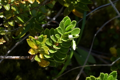 Veronica macrantha