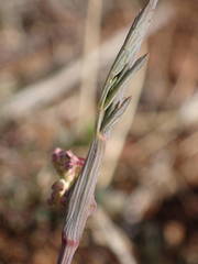 Seseli montanum