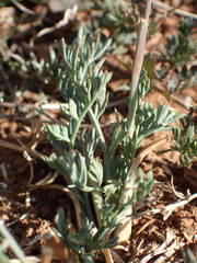 Seseli montanum