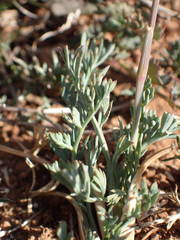 Seseli montanum