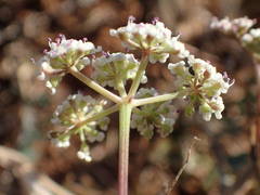 Seseli montanum