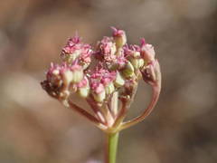 Seseli montanum