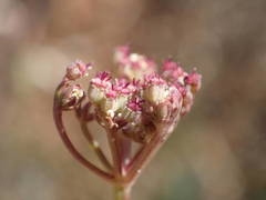 Seseli montanum