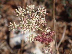 Seseli montanum