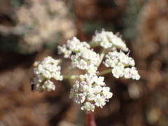 Seseli montanum
