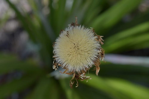 Image of Celmisia petriei by (c) Christopher Stephens, some rights reserved (CC BY-SA)