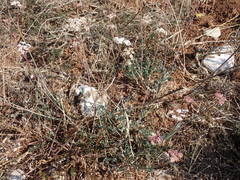 Seseli montanum