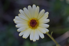 Dolichoglottis lyallii × scorzoneroides