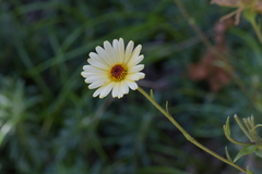 Dolichoglottis lyallii × scorzoneroides