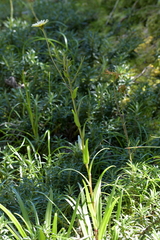 Dolichoglottis lyallii × scorzoneroides