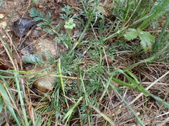 Seseli montanum