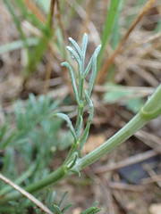 Seseli montanum