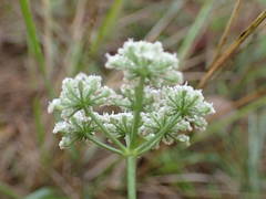 Seseli montanum
