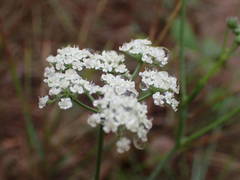 Seseli montanum