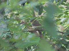 Phylloscopus schwarzi