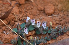 Andrographis serpyllifolia