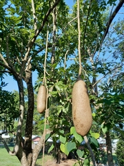 Kigelia africana