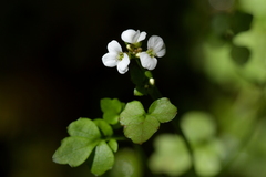 Cardamine corymbosa